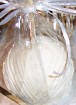 Bride Apple